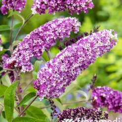 Buddleia : pot de 3L