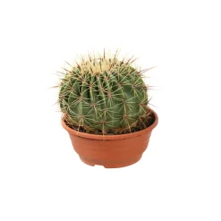 Cactus boule mix : pot D.21cm