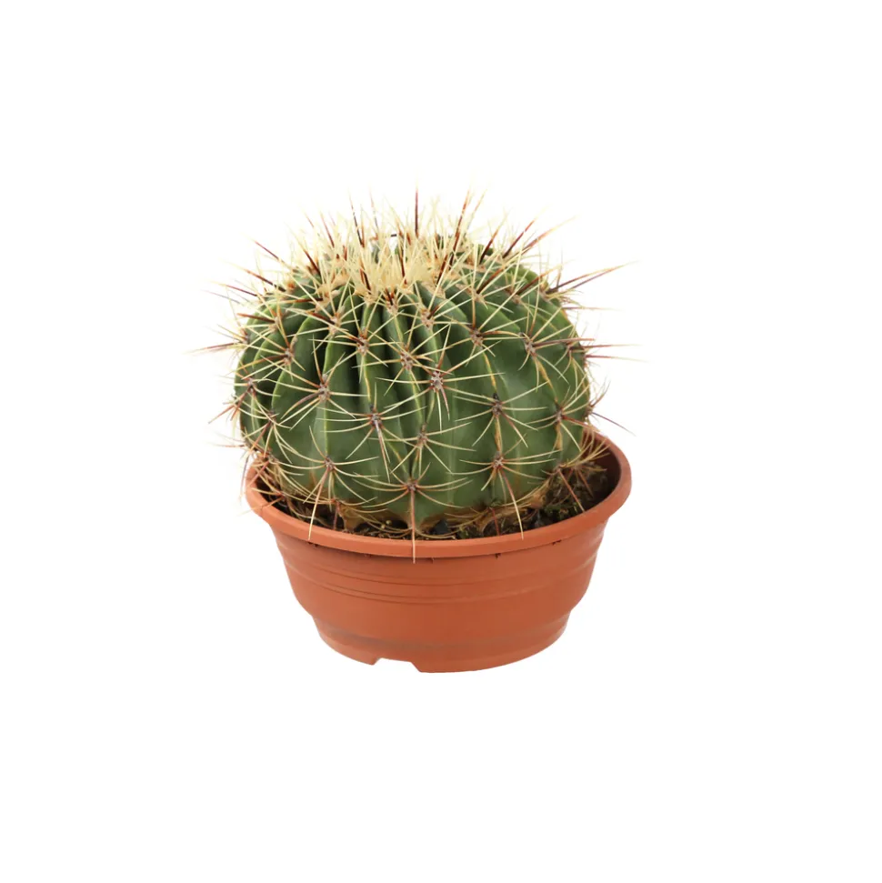 Cactus boule mix : pot D.21cm