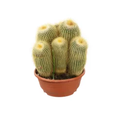 Cactus boule mix : pot D.21cm