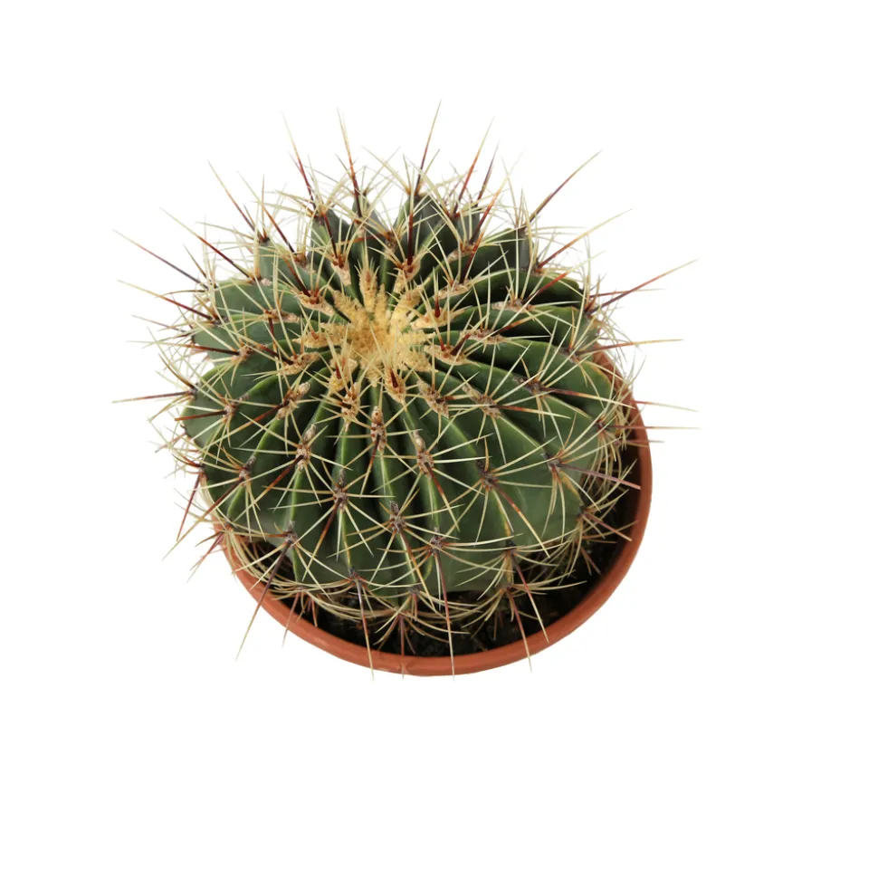 Cactus boule mix : pot D.21cm