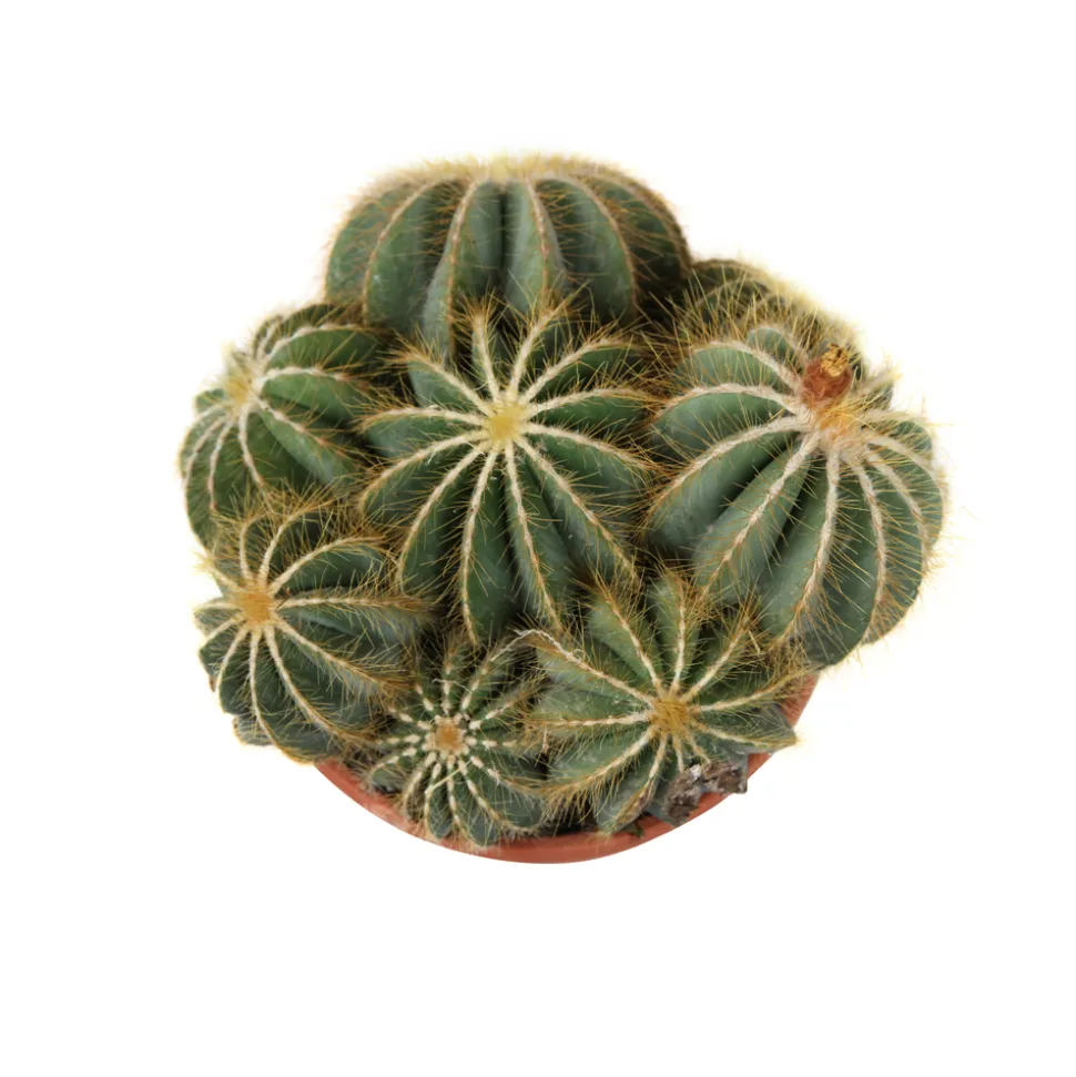 Cactus boule mix : pot D.21cm
