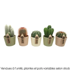 Cactus : pot pastel D.10cm