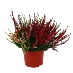 Calluna Beauty Ladies® trio : conteneur de diamètre 17 cm