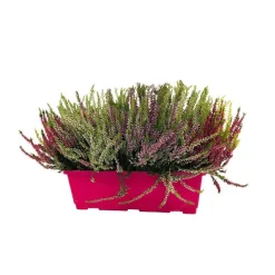 Calluna Garden Girls® : jardinière de 40 cm
