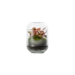 Capsule Fitto