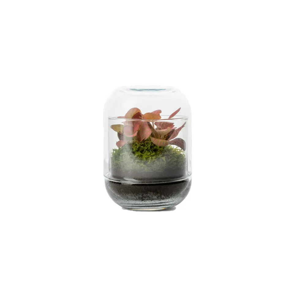 Capsule Fitto