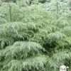Cèdre du Japon (Cryptomeria japonica) 'Elegans' 40/60 : pot 3L