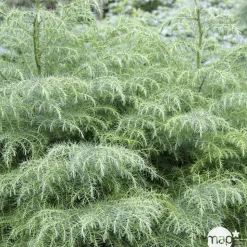 Cèdre du Japon (Cryptomeria japonica) 'Elegans' 40/60 : pot 3L