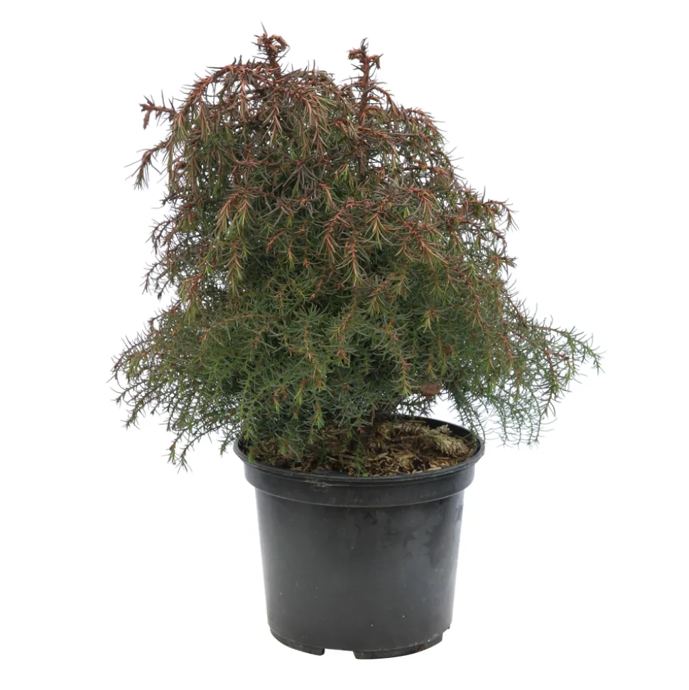 Cèdre du Japon (Cryptomeria japonica) 'Elegans' 40/60 : pot 3L