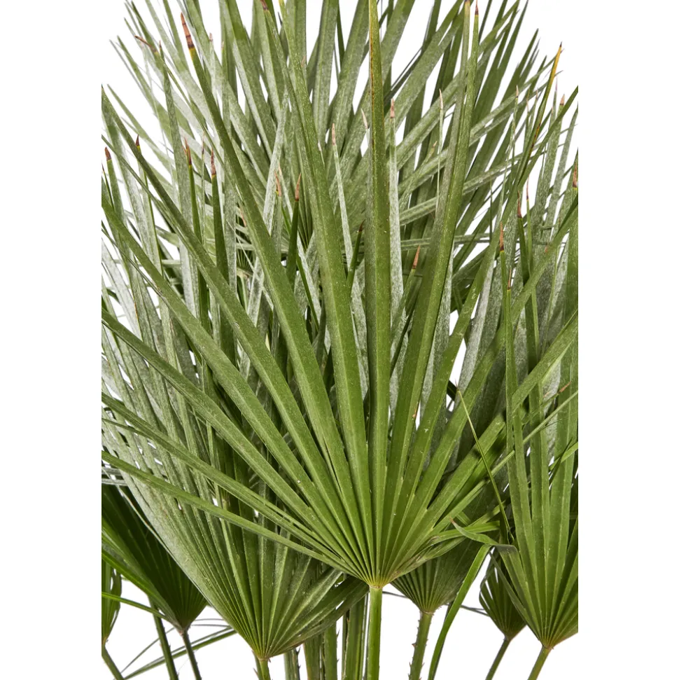 Chamaerops humilis : pot de D.28cm