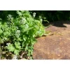 CLASSGARDEN - Pas japonais corten irrégulier - pack de 16 pièces