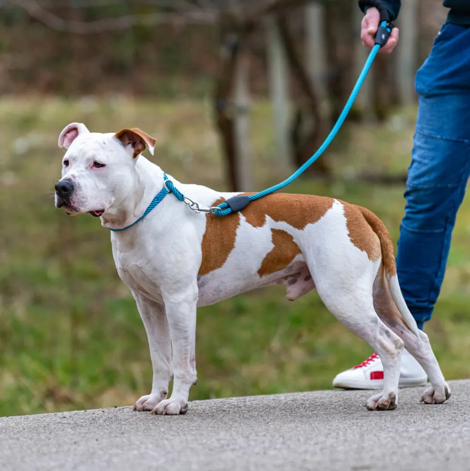 Collier semi-étranglé pour chiens sport extreme cs13/60, longe en nylon robuste, ajustable, azur-bleu