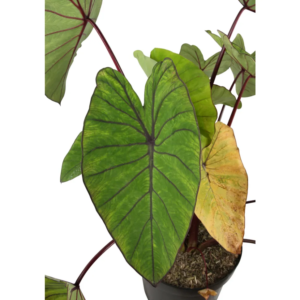 Colocasia - Pot 10L