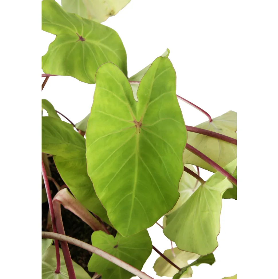 Colocasia - Pot 10L