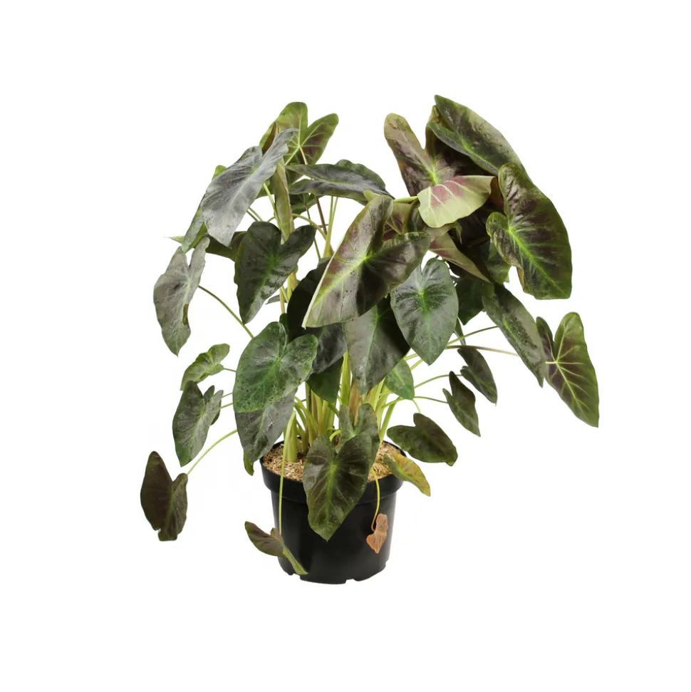 Colocasia - Pot 10L