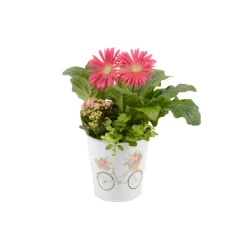 Composition "Merci", 1 plante : pot D.10cm