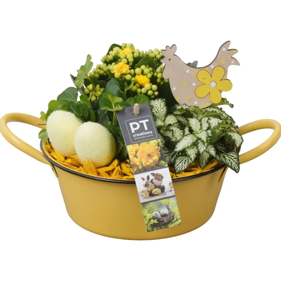 Composition plantes vertes fleuries, déco Pâques : pot D.19cm