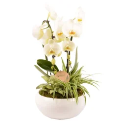 CREATION TRUFFAUT - Compo Orchidée et 2 plantes, pot D23cm