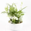 CREATION TRUFFAUT - Composition - Phalaenopsis 2 tiges + Calathea - D 18cm