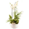 CREATION TRUFFAUT - Composition Phalaenopsis avec 2 plantes - Cache pot vert D.16cm/H.65cm