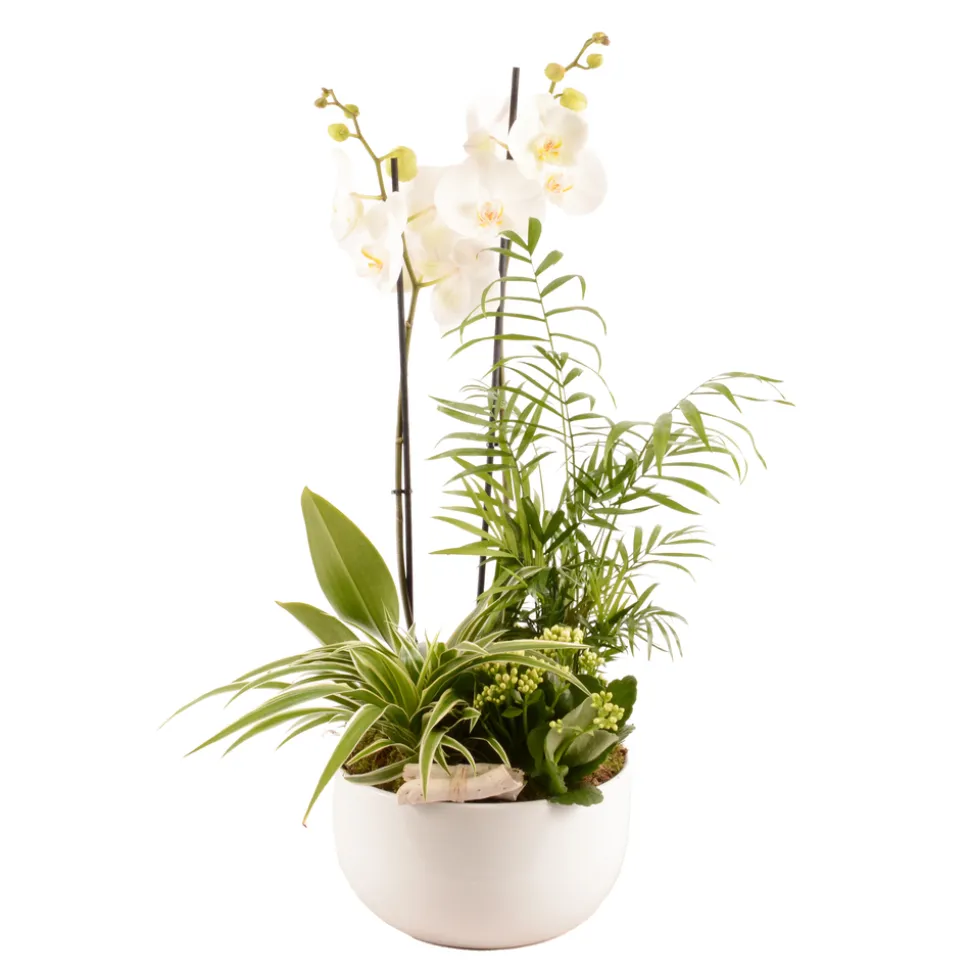 CREATION TRUFFAUT - Composition Phalaenopsis avec 2 plantes - Cache pot vert D.16cm/H.65cm