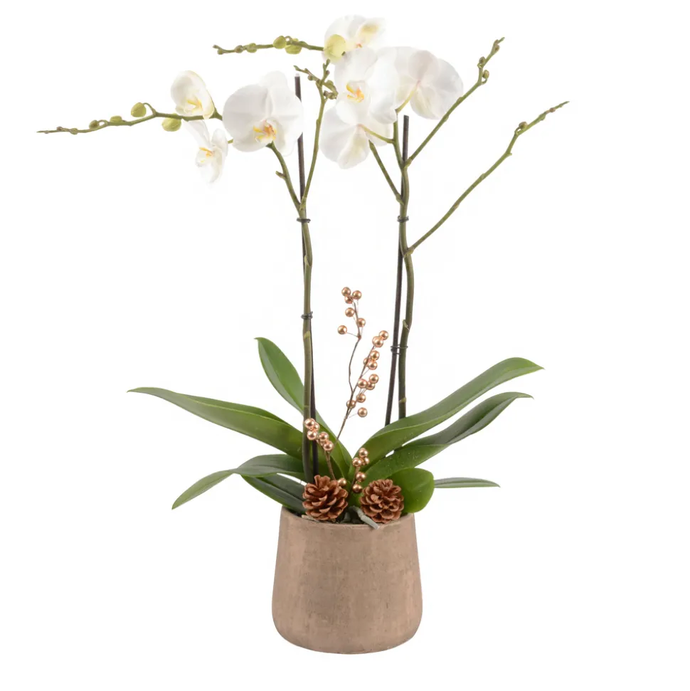 CREATION TRUFFAUT - Composition Phalaenopsis ramifié- 2 tiges - Pot D 18cm - H 75cm