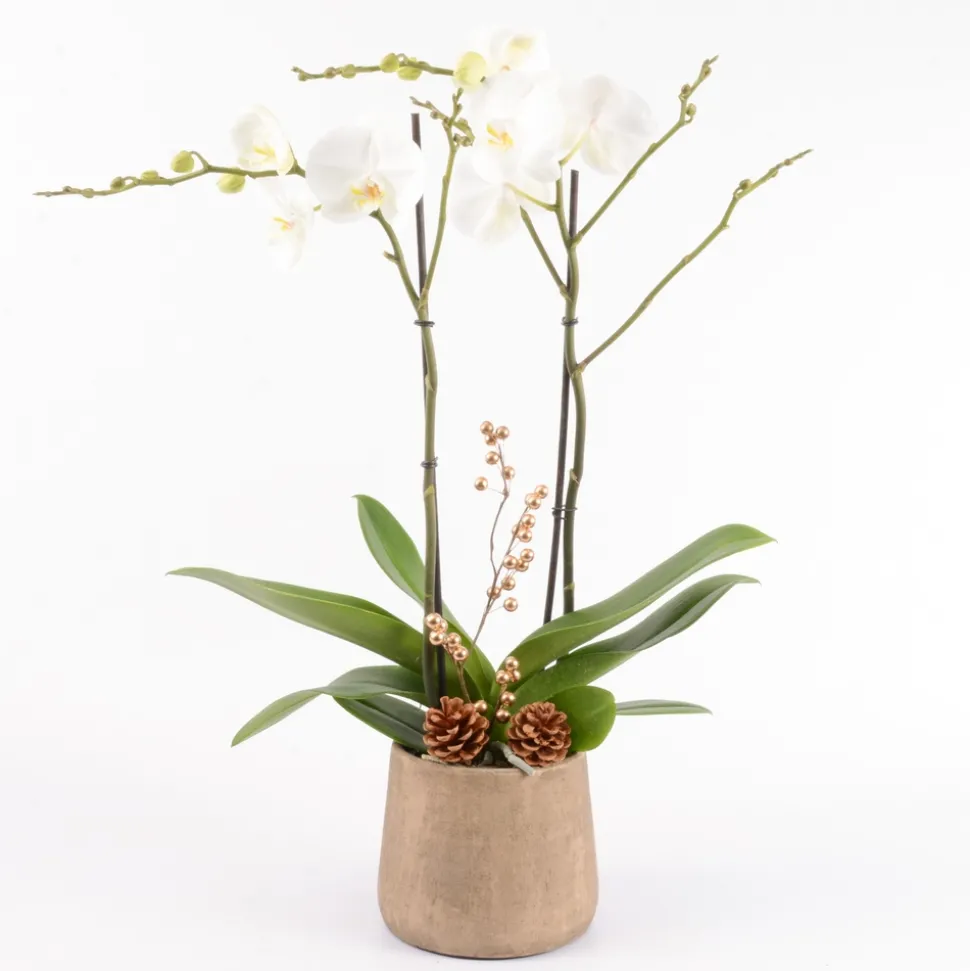 CREATION TRUFFAUT - Composition Phalaenopsis ramifié- 2 tiges - Pot D 18cm - H 75cm