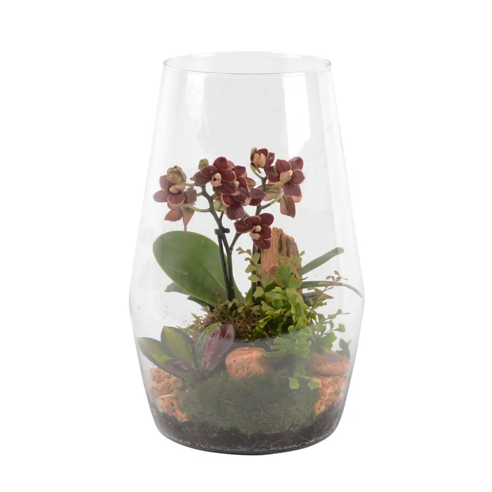 CREATION TRUFFAUT - Terrarium orchidée Phalaenopsis avec 3 plantes - D.20cm/H32cm