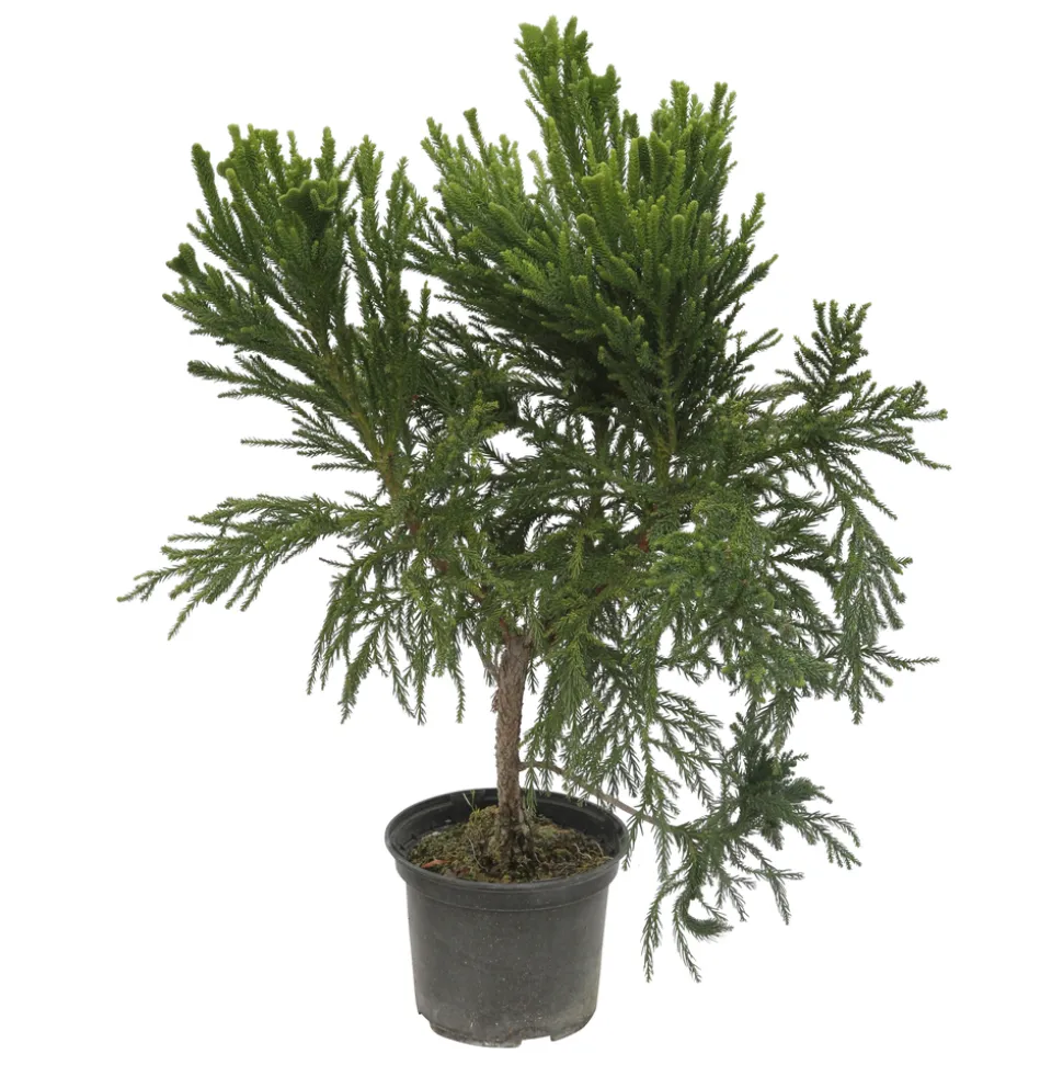 Cryptomeria japonica 'Cristata' H 40/60 cm - pot 3L