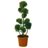 Cupressocyparis Leylandii'Castlewellan Gold'