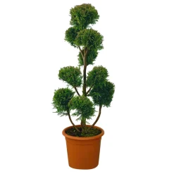 Cupressocyparis Leylandii'Castlewellan Gold'