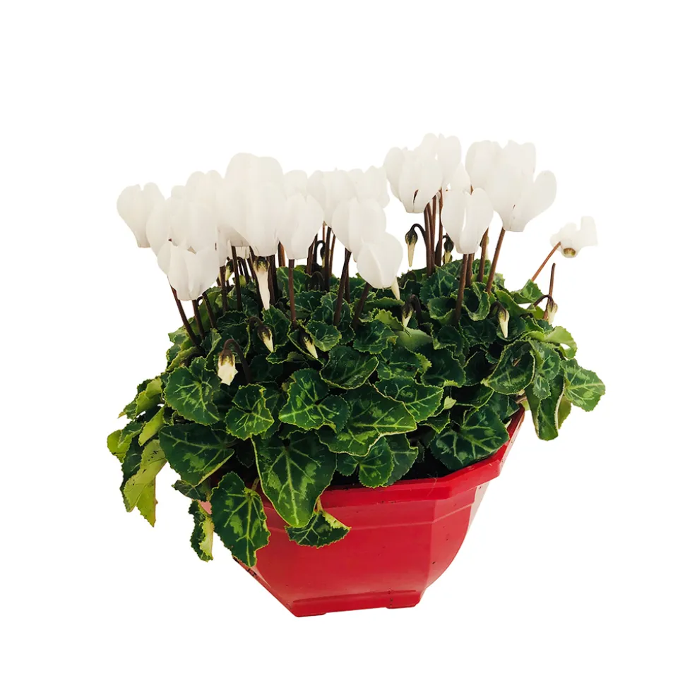 Cyclamen mini en coupe