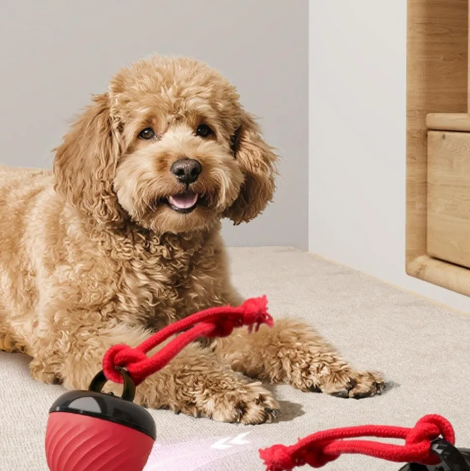 DOWNYPAWS - Balle interactive pour chien