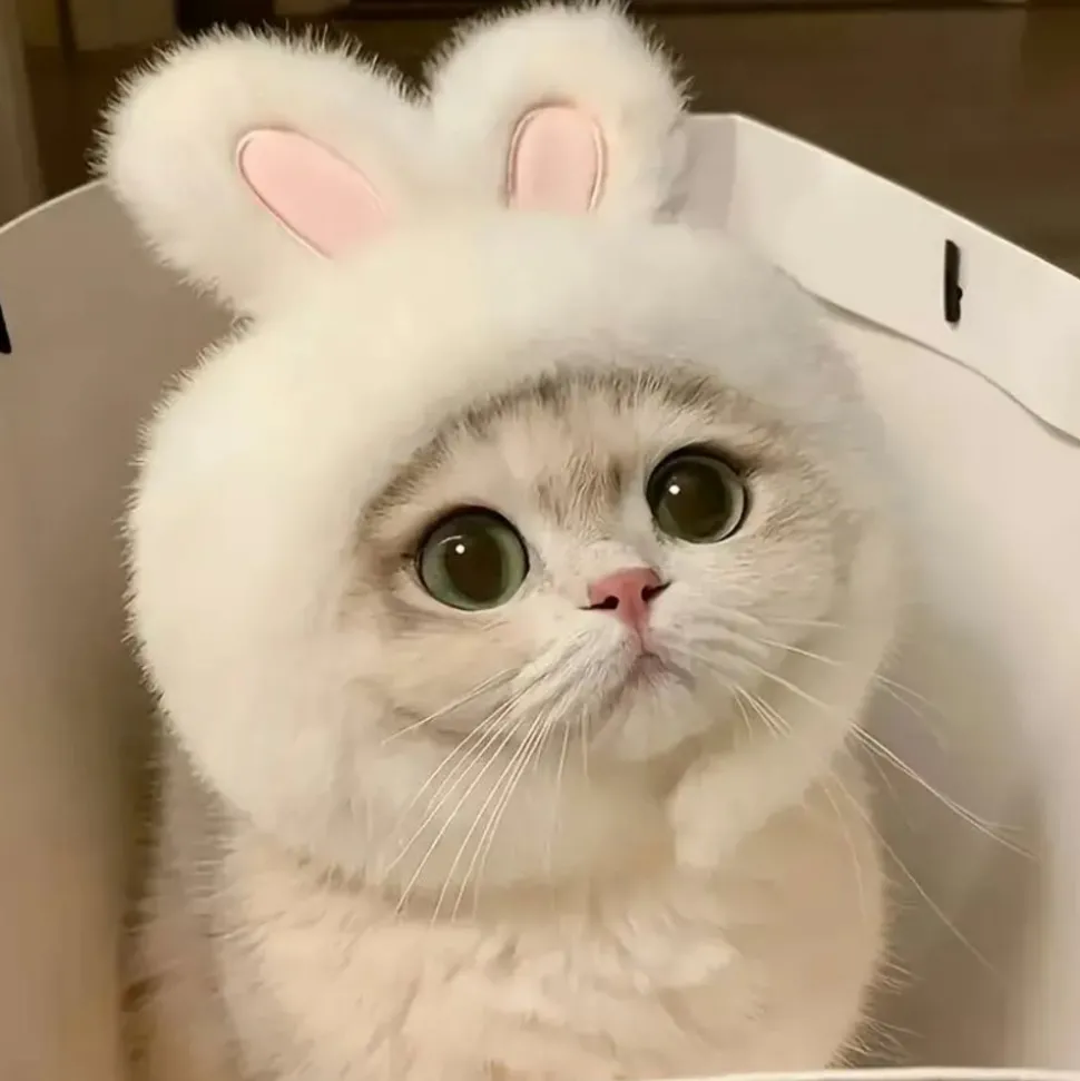 DOWNYPAWS - Chapeau de chat avec oreilles de lapin de pâques