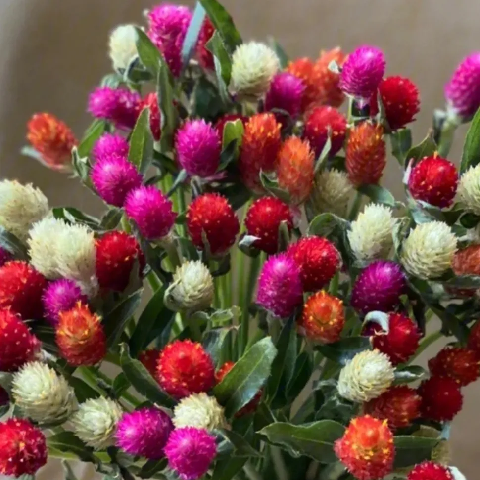 DOWNYPAWS - Graines de fleurs gomphrena globosa couleurs mélangées environ 200 grains * 5 sachets