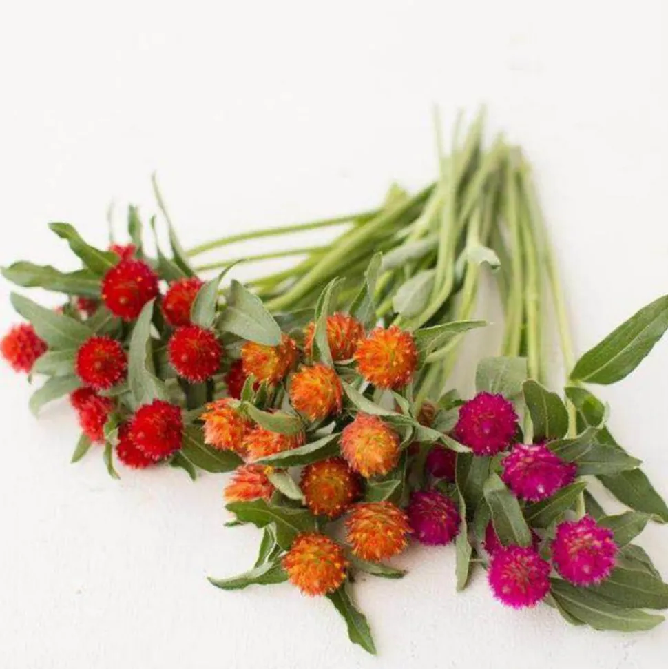 DOWNYPAWS - Graines de fleurs gomphrena globosa couleurs mélangées environ 200 grains * 5 sachets