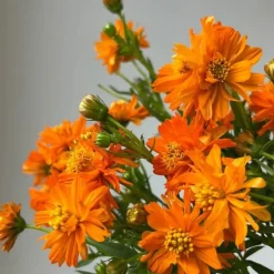 DOWNYPAWS - Graines de fleurs, graines de cosmos sulphureus mélangées de couleurs, environ 110 graines par paquet, 5 paquets