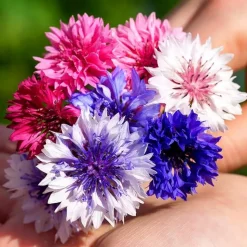 DOWNYPAWS - Graines de fleurs, graines de centaurea cyanus mélangées, environ 180 graines par paquet, 5 paquets