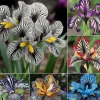DOWNYPAWS - Graines de fleurs orchidée à rayures couleurs mélangées pour potager