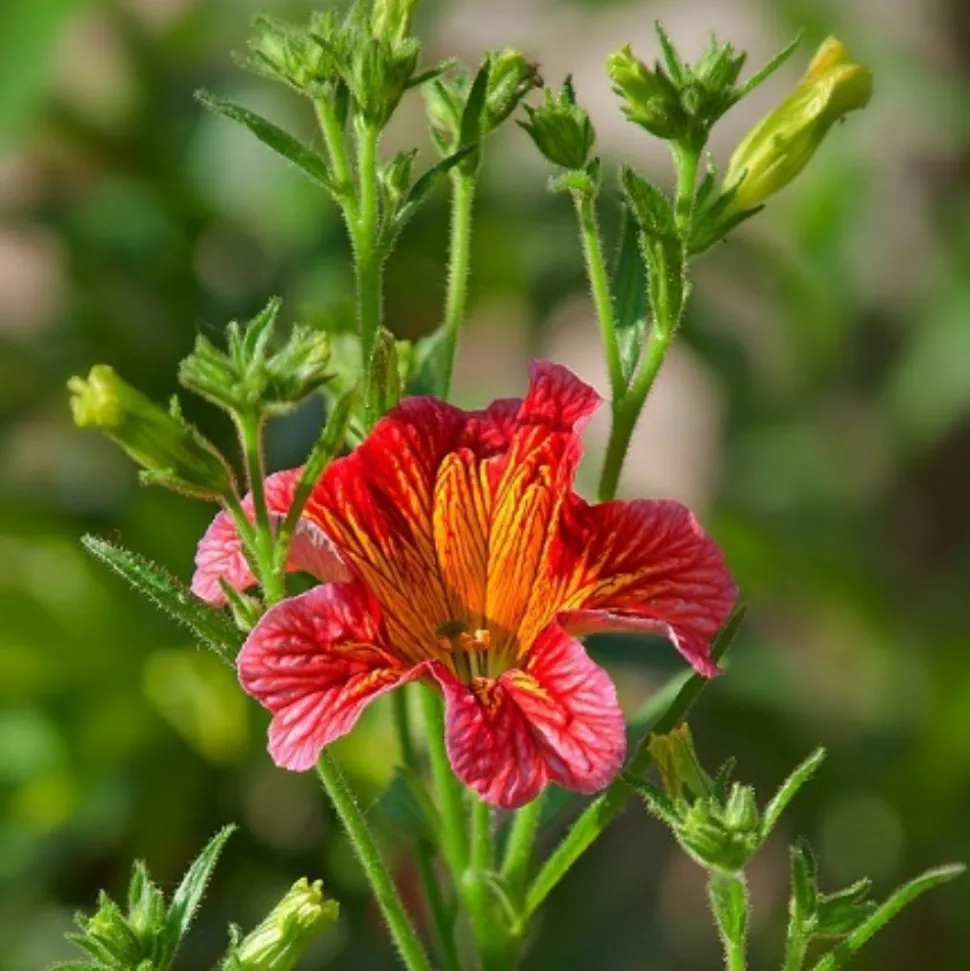 DOWNYPAWS - Graines de fleurs salpiglossis sinuata couleurs mélangées environ 4500 grains * 5 sachets