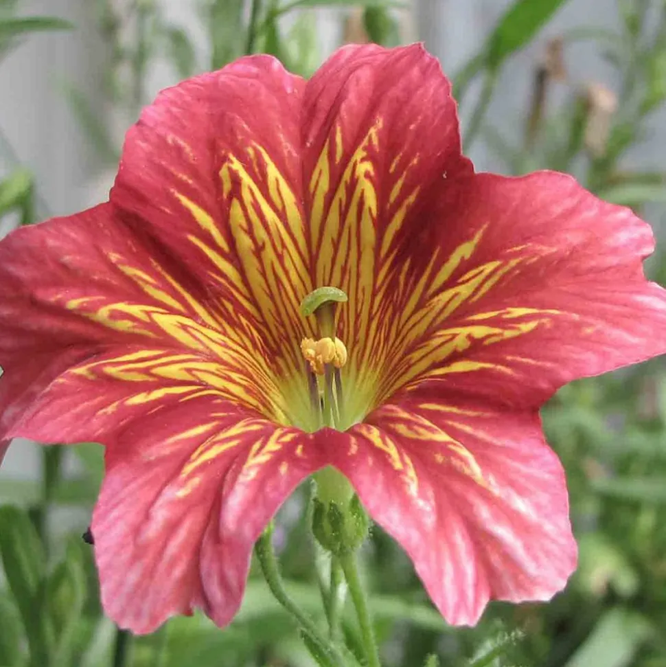 DOWNYPAWS - Graines de fleurs salpiglossis sinuata couleurs mélangées environ 4500 grains * 5 sachets