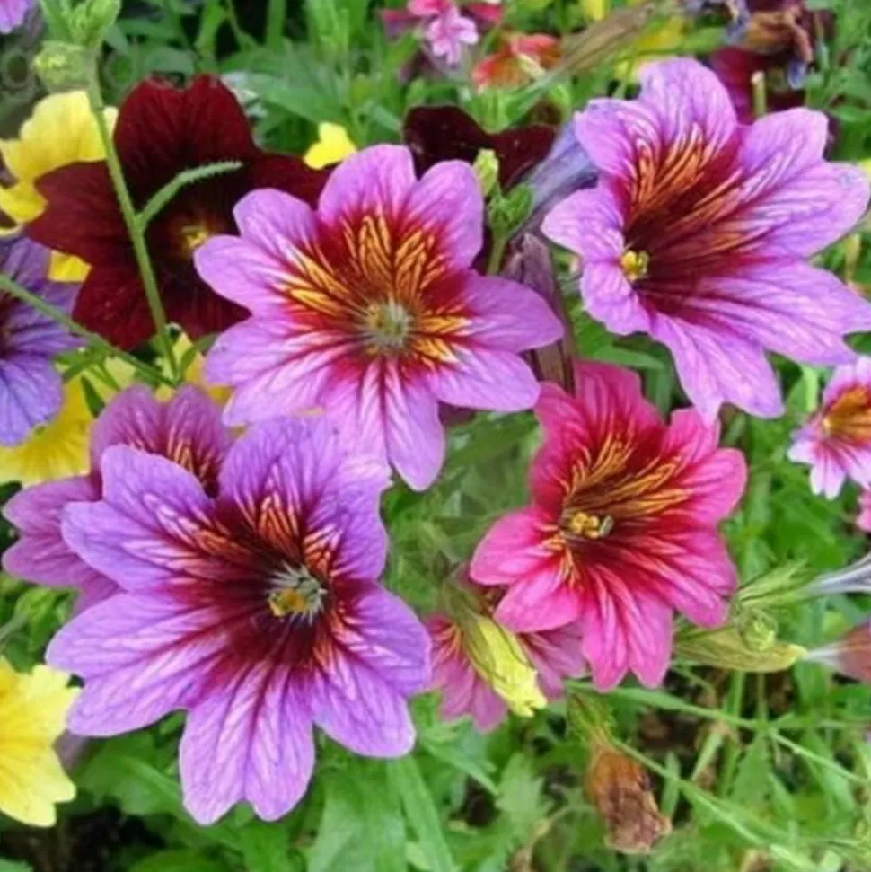 DOWNYPAWS - Graines de fleurs salpiglossis sinuata couleurs mélangées environ 4500 grains * 5 sachets