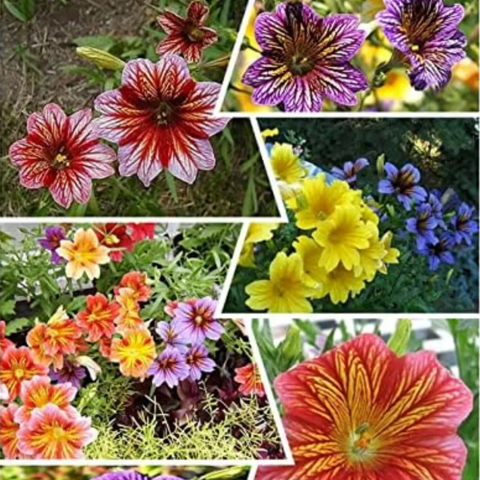 DOWNYPAWS - Graines de fleurs salpiglossis sinuata couleurs mélangées environ 4500 grains * 5 sachets