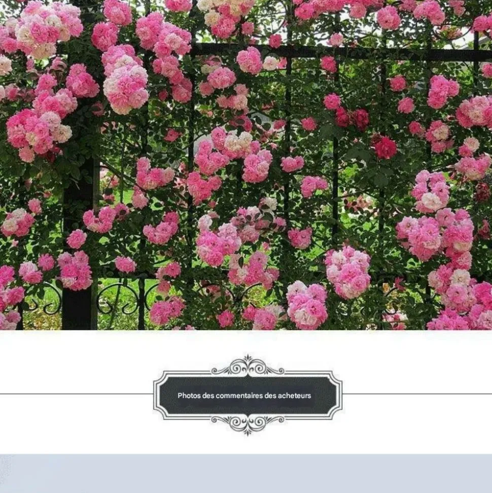 DOWNYPAWS - Graines de rosier grimpant rose (100 comprimés)