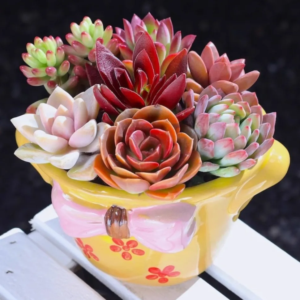 DTOPBUYAGE - Pot céramique coloré 12x10x7cm fleurs
