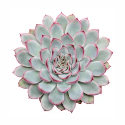 Echeveria 'Sky Pearl' : pot D.12cm