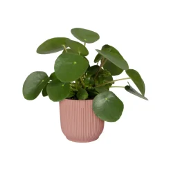 ELHO - Cache-pot