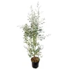 Eucalyptus gunnii silver' pot 10L