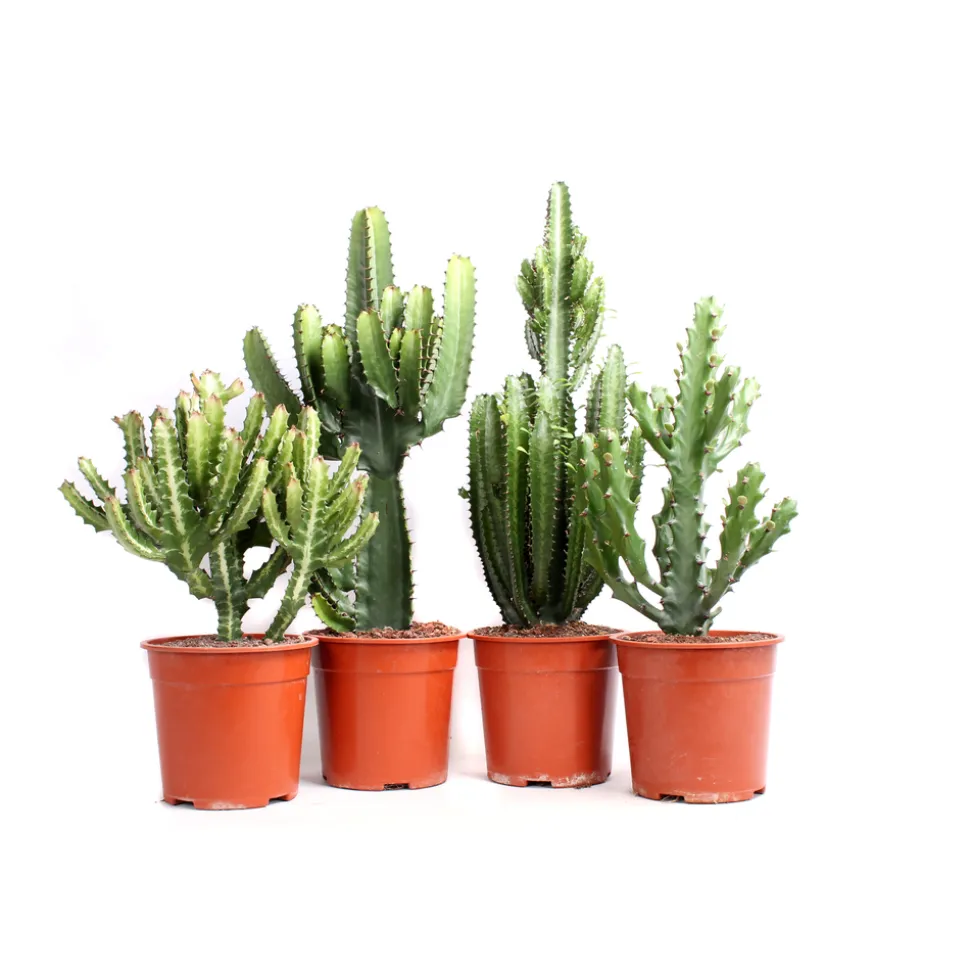 Euphorbe mix, variétés variables : pot D.21cm